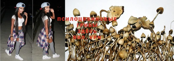 тгк Бердск